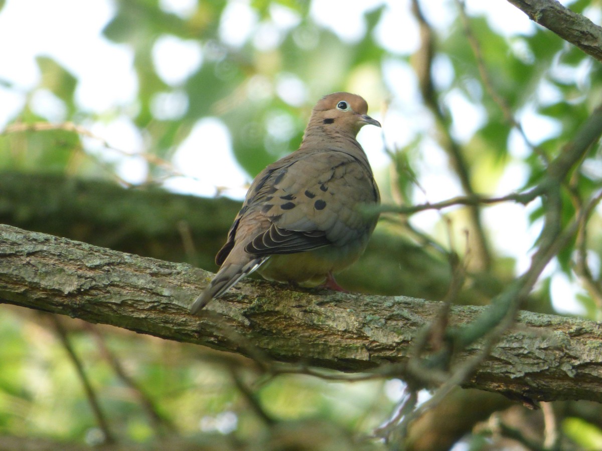 Mourning Dove - Mary  McMahon