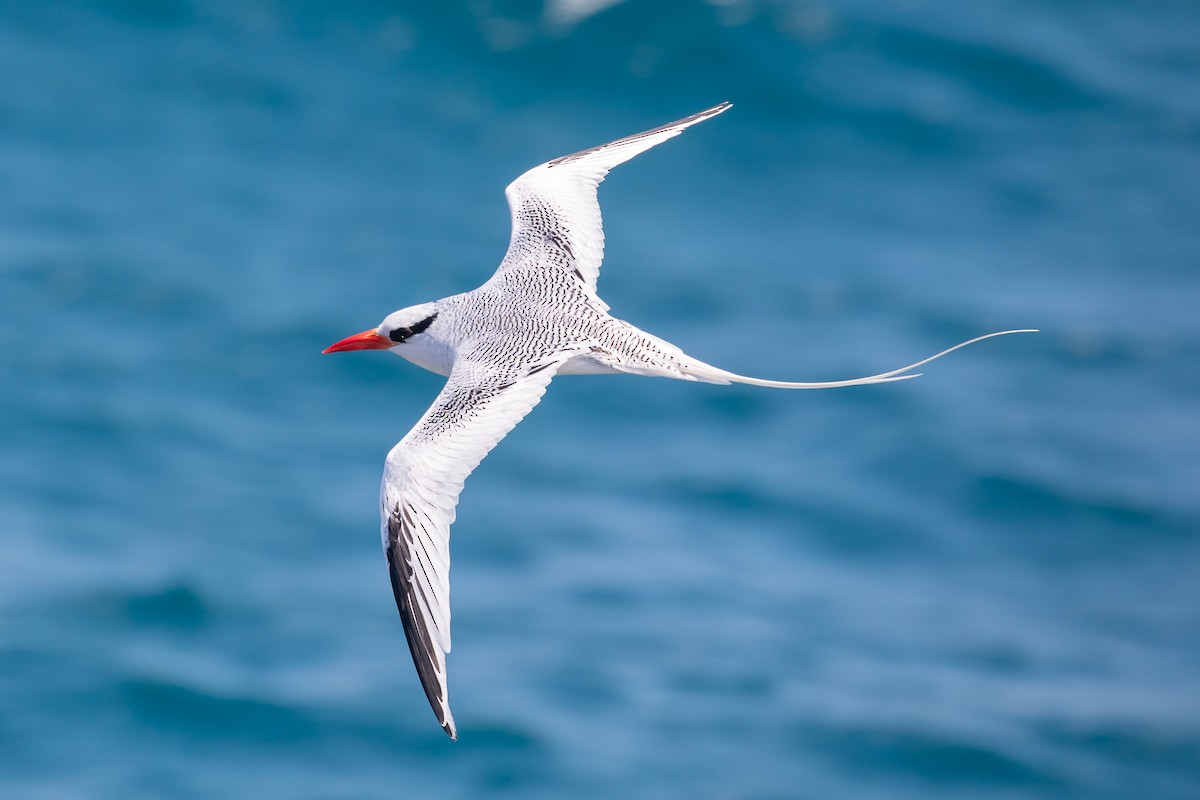 Red-billed Tropicbird - Kevin Berkoff