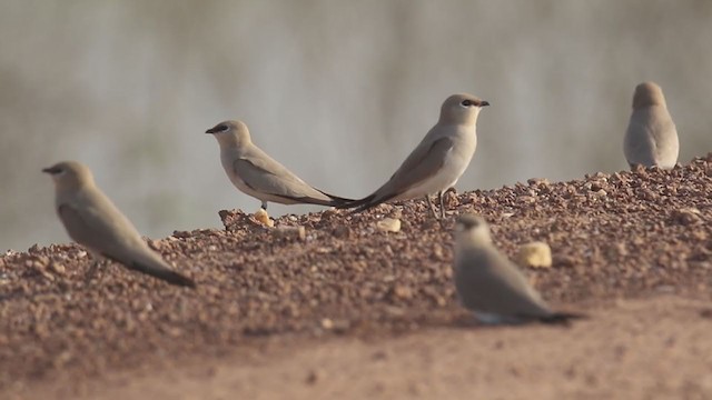 Small Pratincole - ML299605761