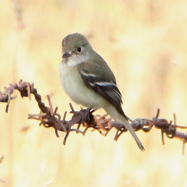 Least Flycatcher - ML299607451