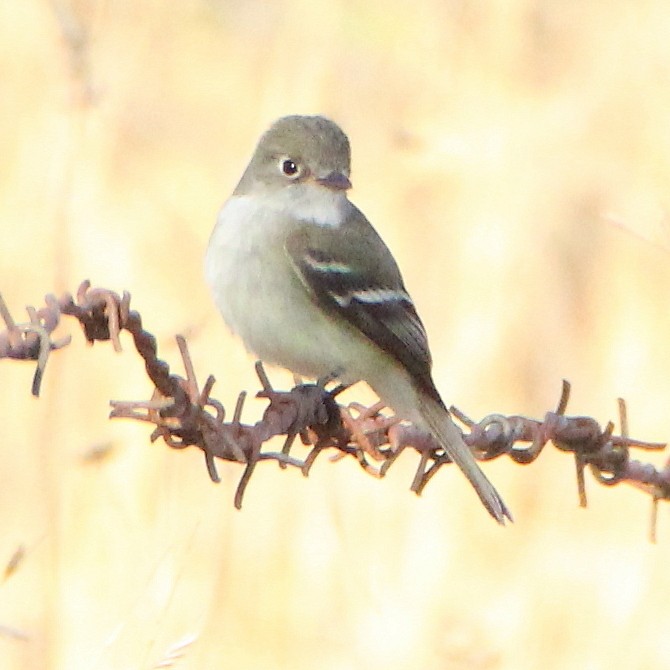 Least Flycatcher - ML299607471