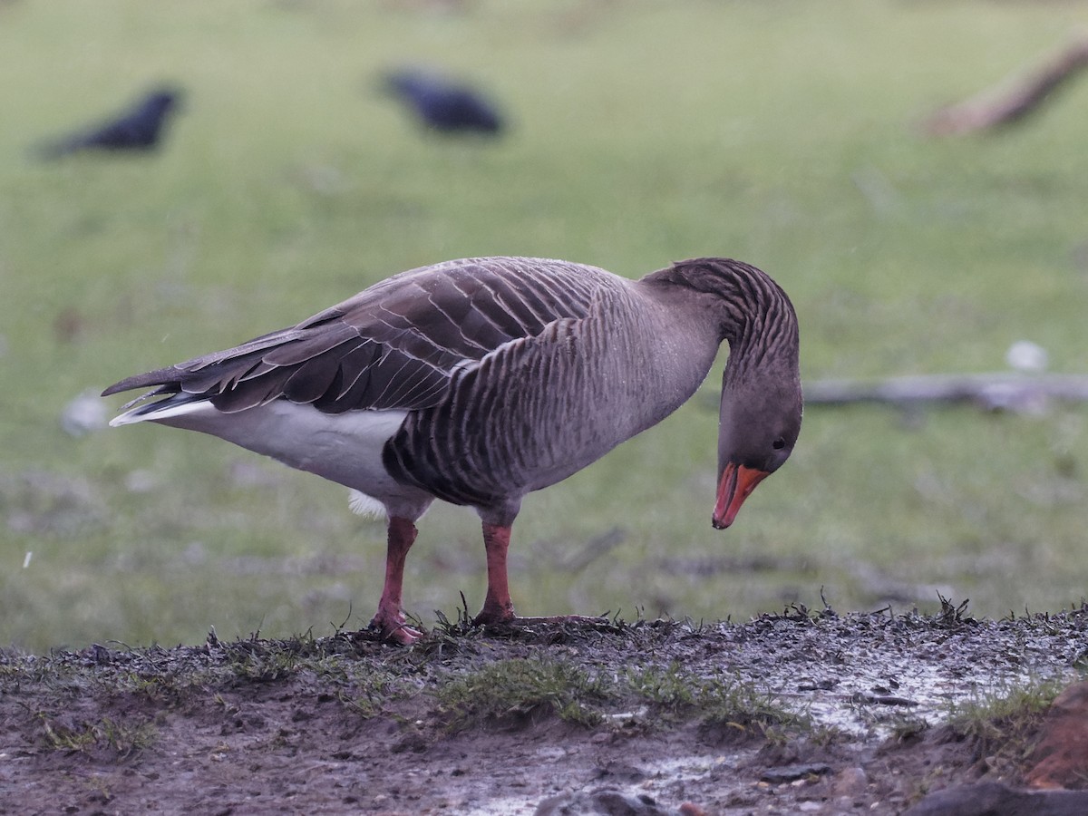 Graylag Goose - ML299607581