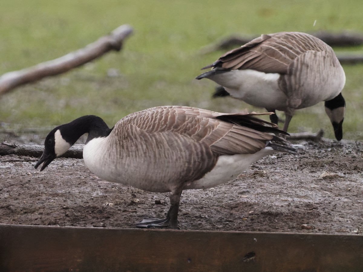 Canada Goose - ML299607601
