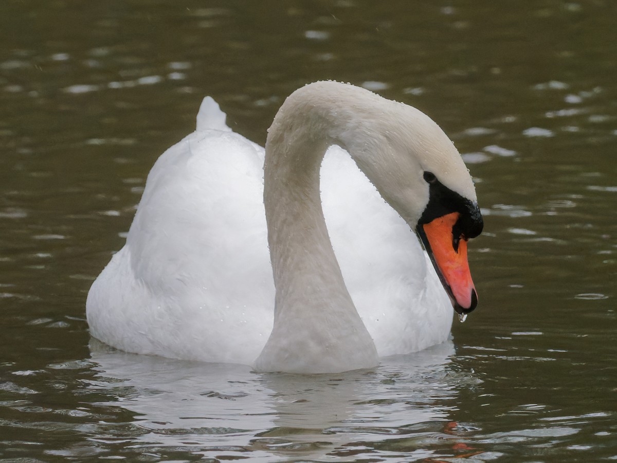Mute Swan - ML299607611