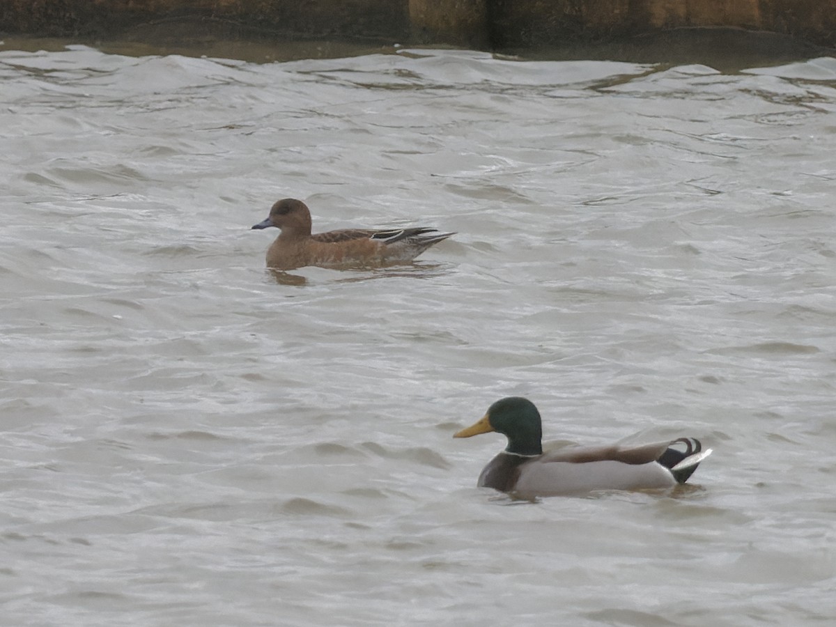 Eurasian Wigeon - ML299607661