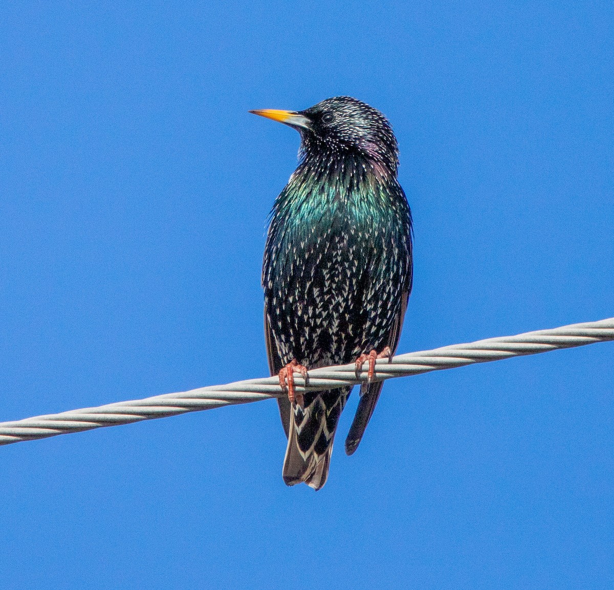 European Starling - Robin Ohrt