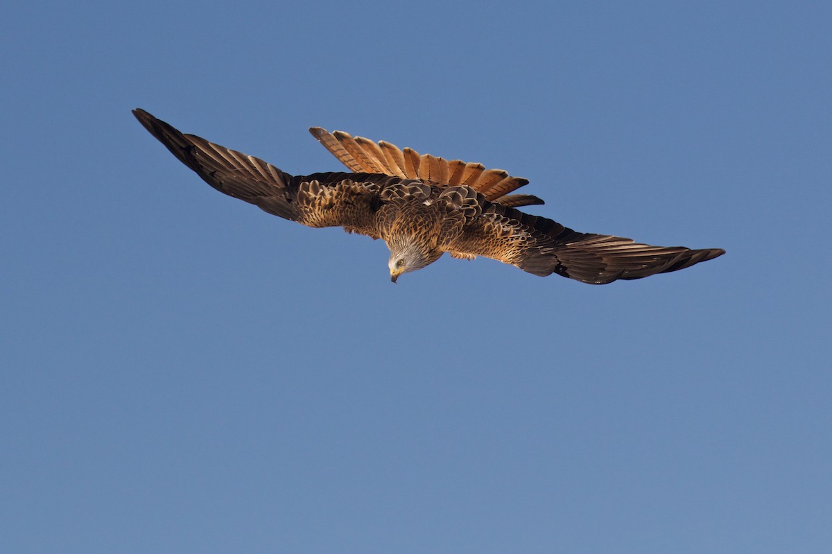 Red Kite - ML299607701