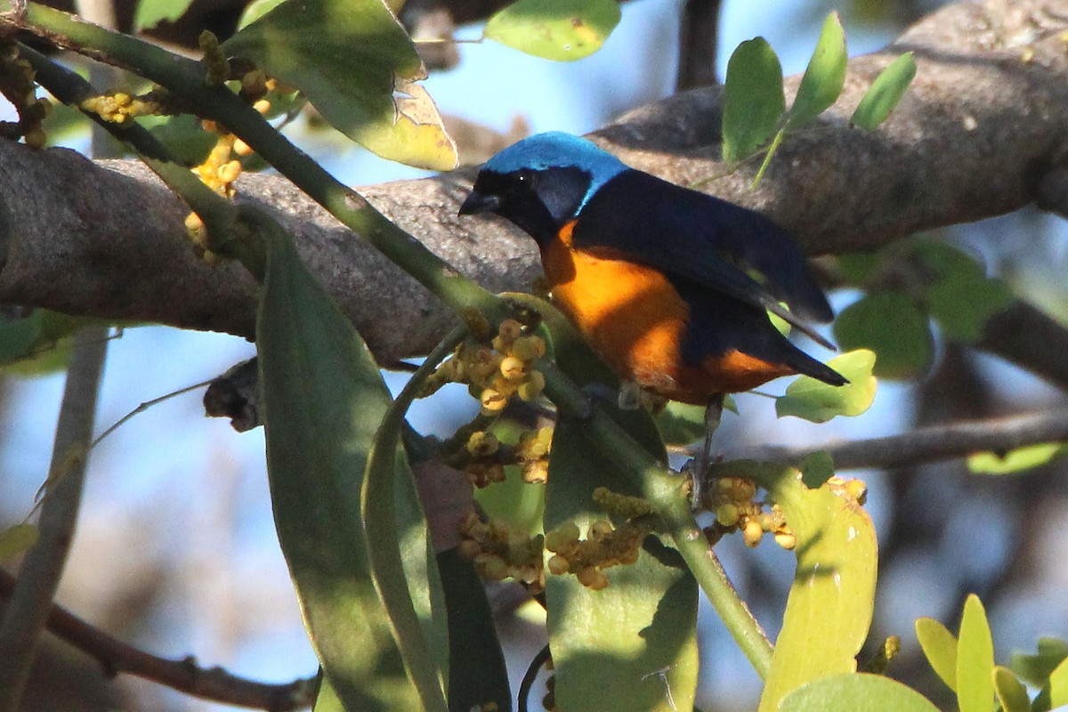 Elegant Euphonia - ML299607721
