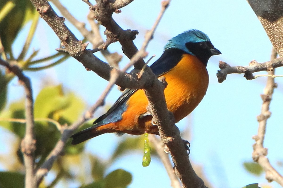 Elegant Euphonia - ML299607731