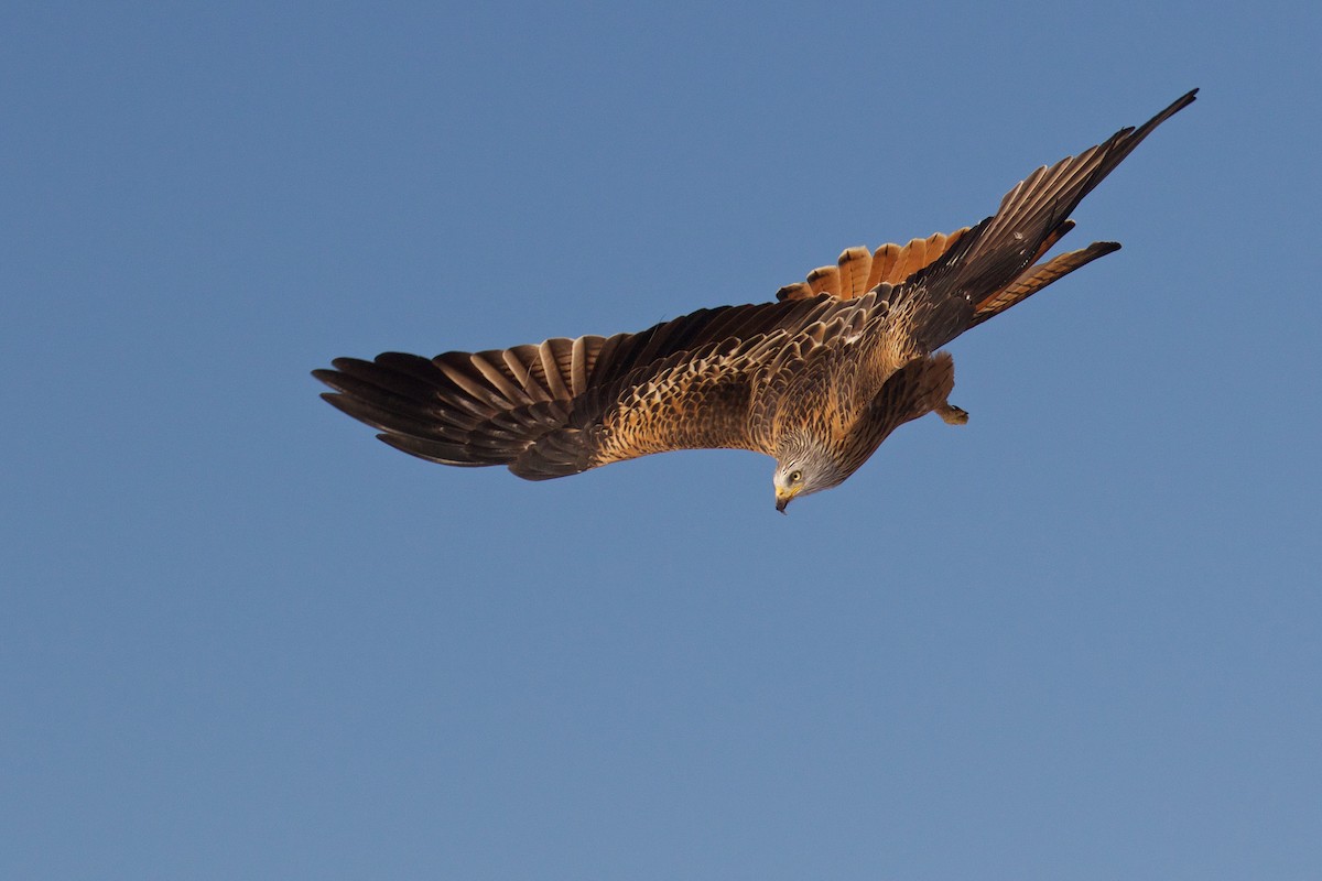 Red Kite - ML299607771