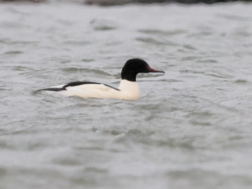 Common Merganser - ML299607781