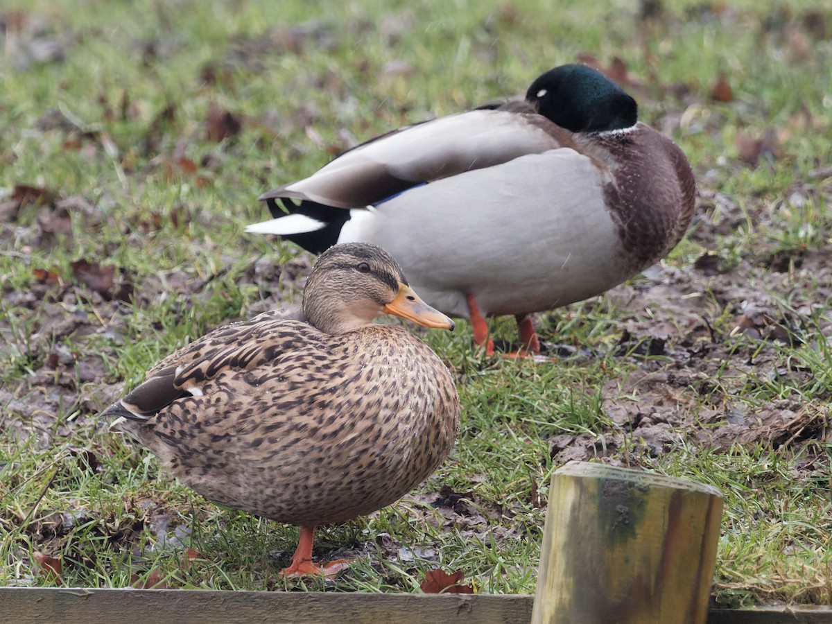 Mallard - ML299607791