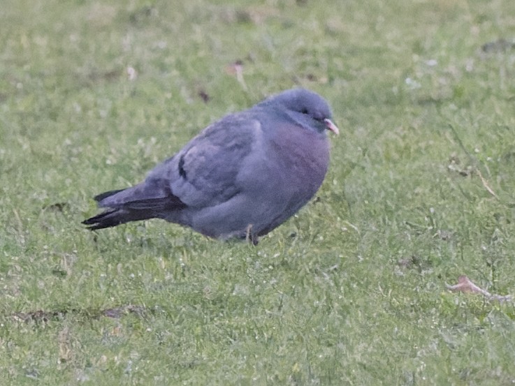 Stock Dove - ML299607831