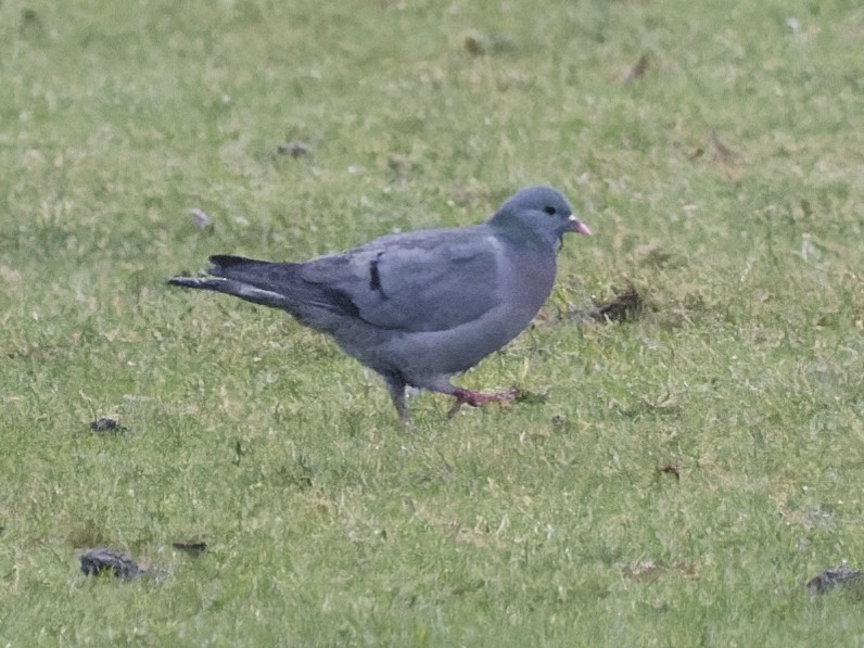 Stock Dove - ML299607841