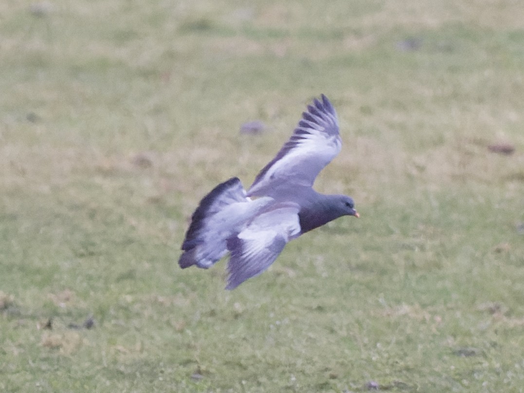 Stock Dove - ML299607851