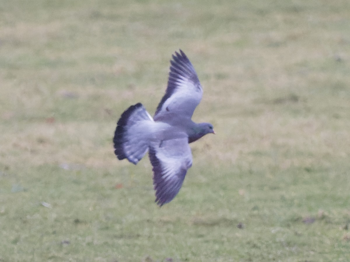 Stock Dove - ML299607861