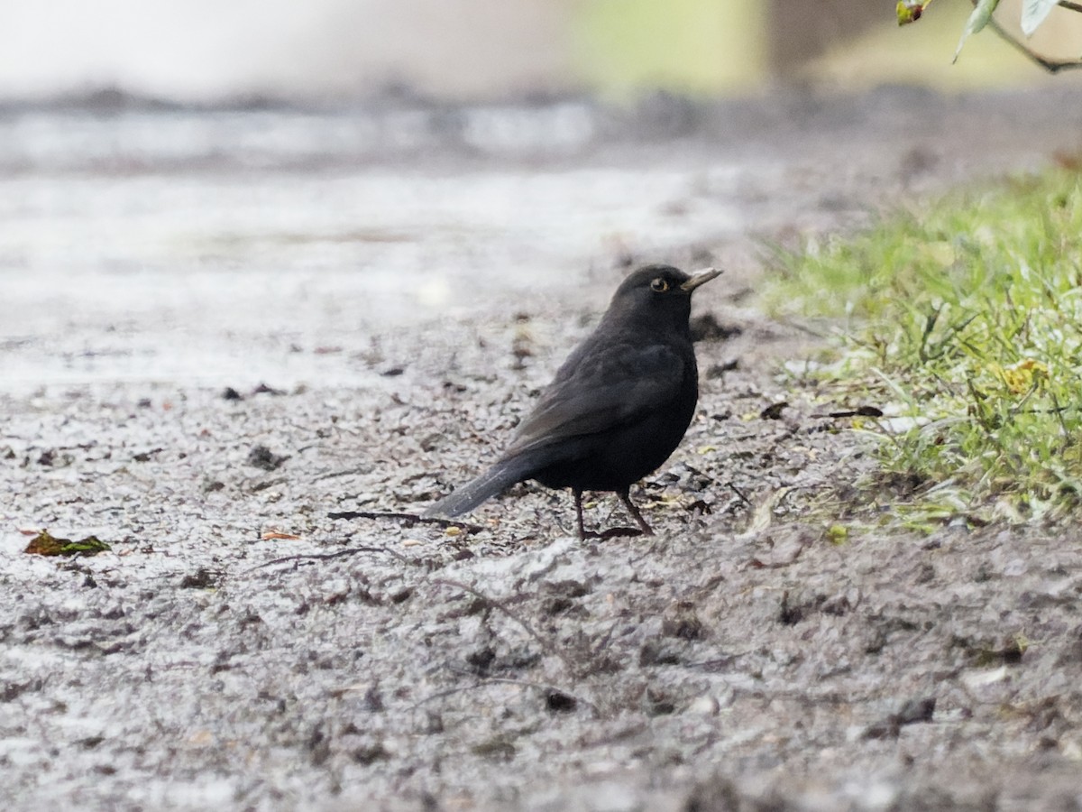 Eurasian Blackbird - ML299607891