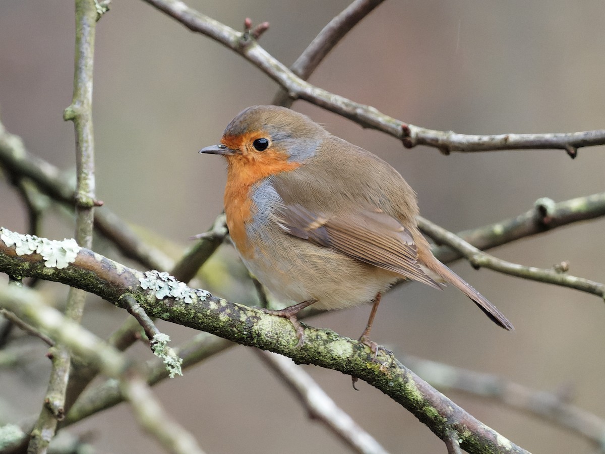 European Robin - ML299607951
