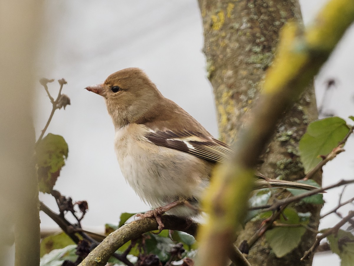 Common Chaffinch - ML299607971