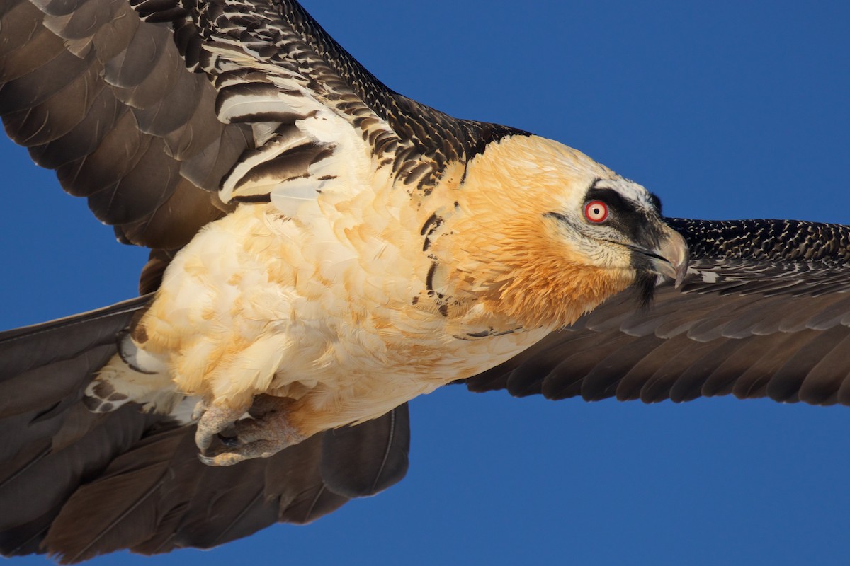 Bearded Vulture - ML299608161