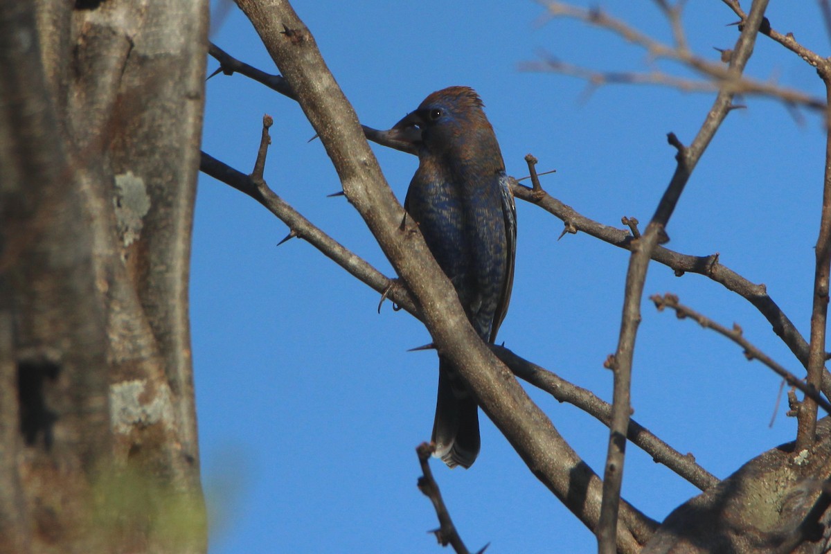 Blue Grosbeak - ML299608541