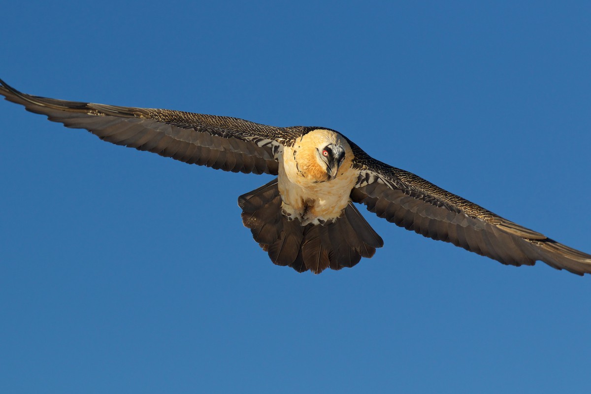 Bearded Vulture - ML299611441