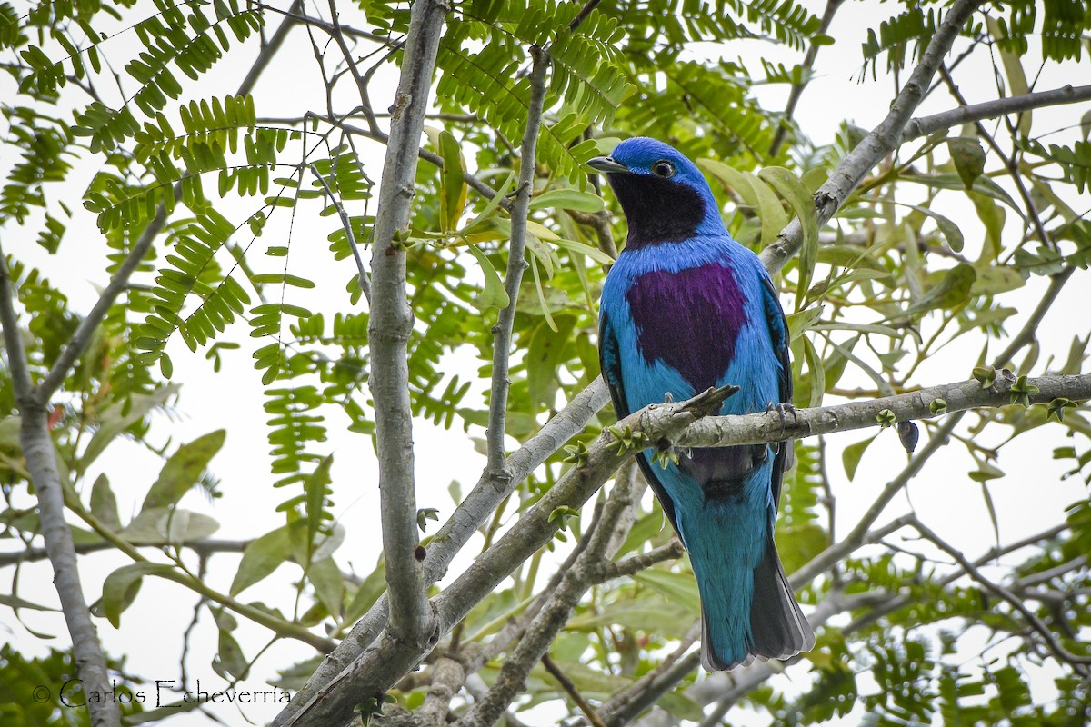 Lovely Cotinga - ML299611531