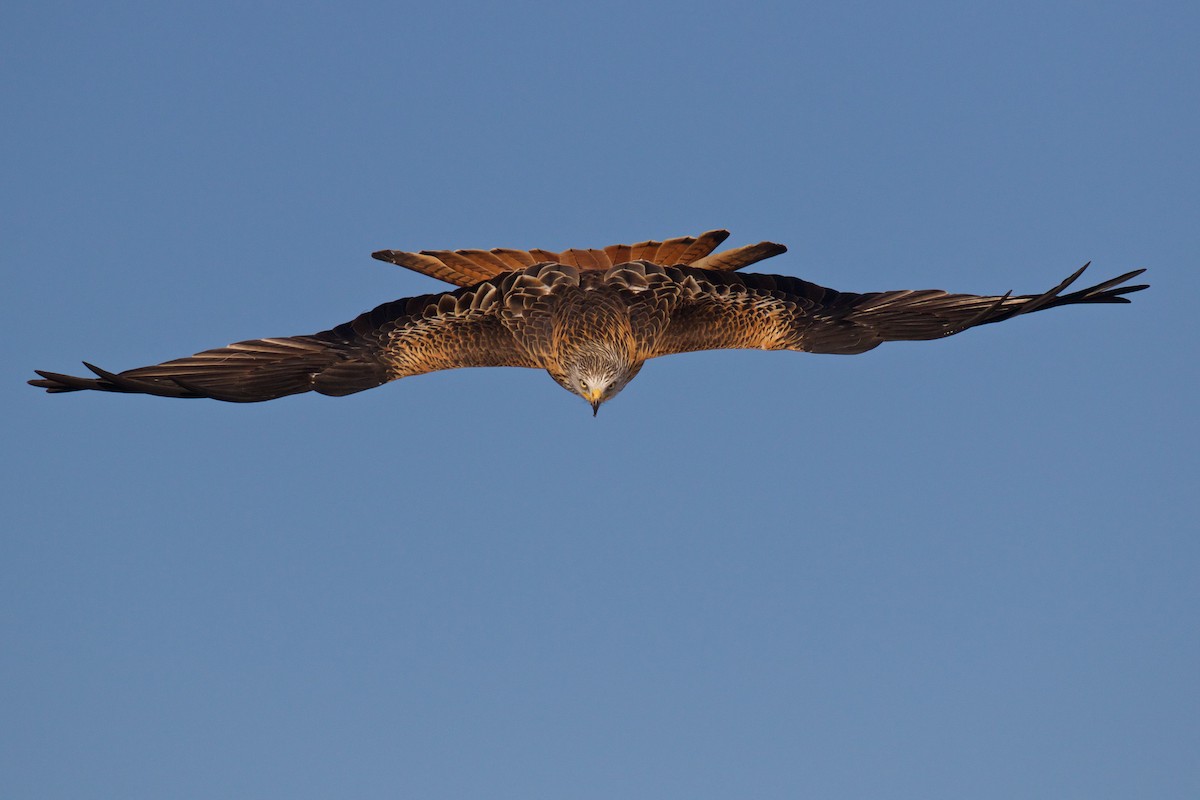Red Kite - ML299611601