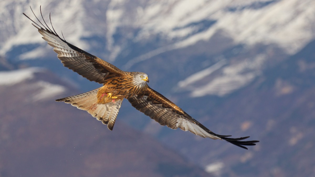 Red Kite - ML299612031
