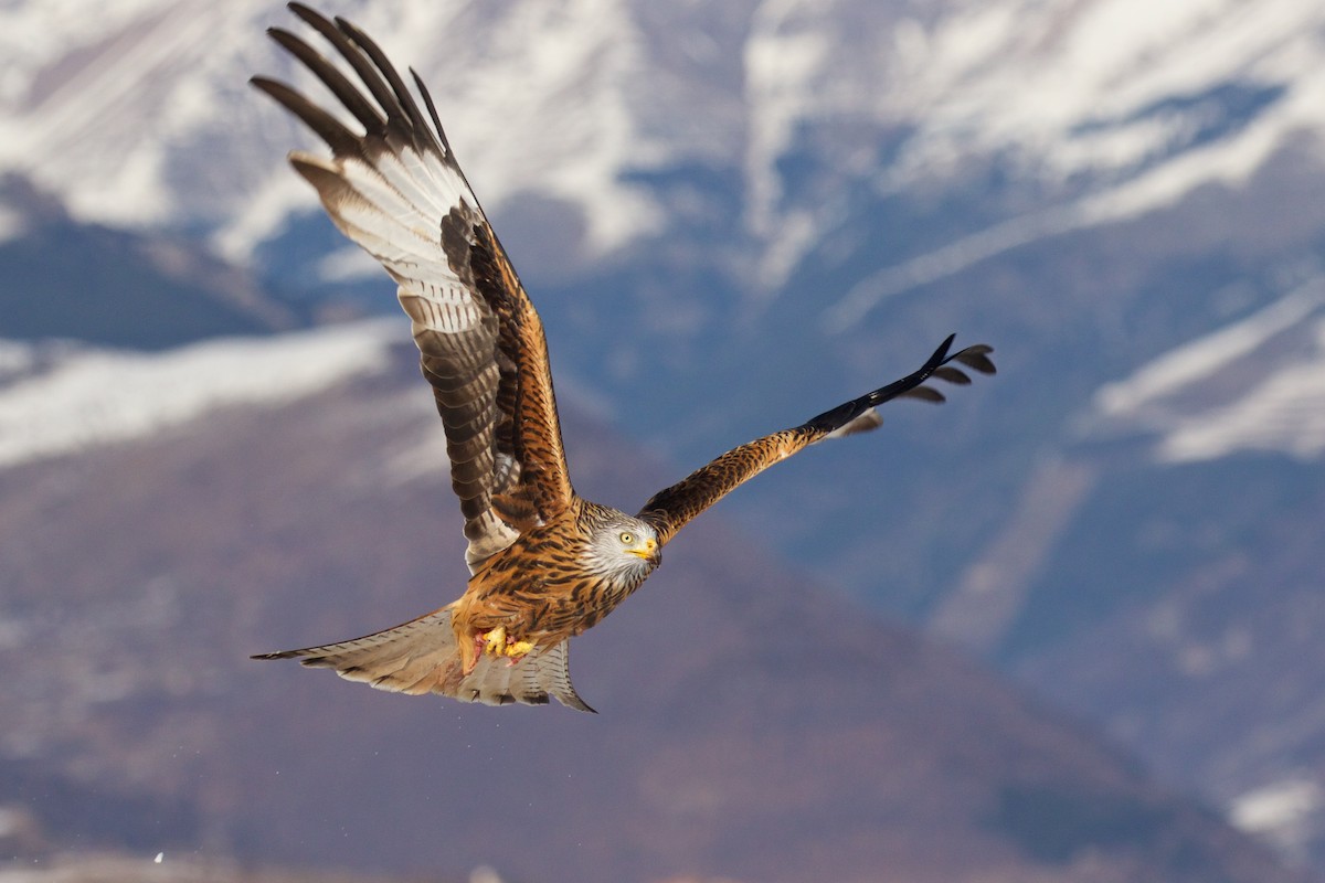 Red Kite - ML299612331