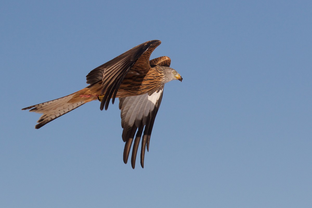 Red Kite - ML299612551