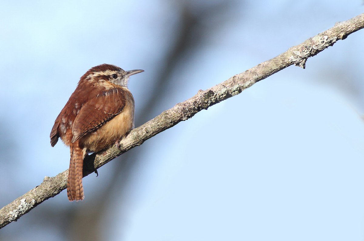 Carolina Wren - ML299612851