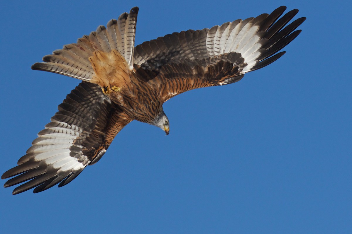 Red Kite - ML299613791