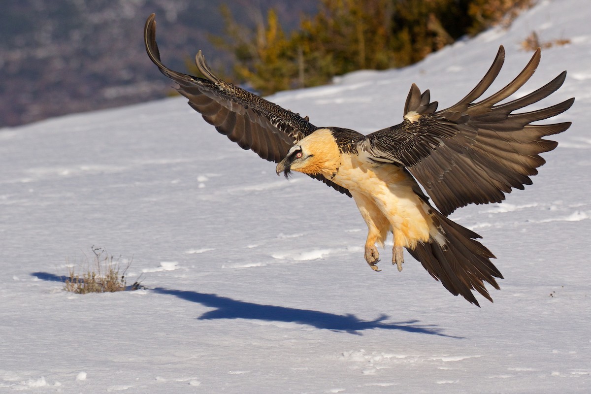 Bearded Vulture - ML299614101