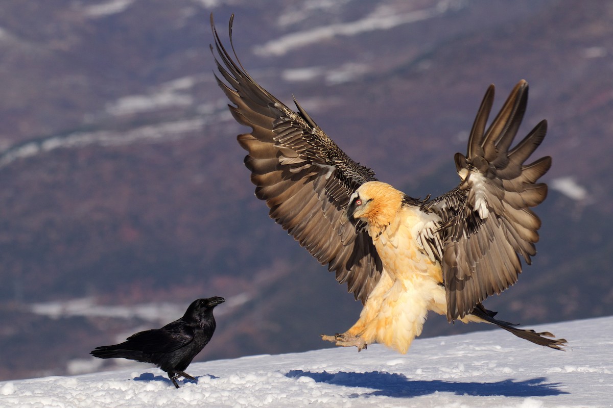 Bearded Vulture - ML299614451