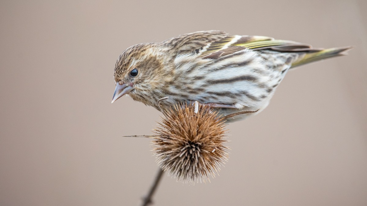 Pine Siskin - Mason Maron