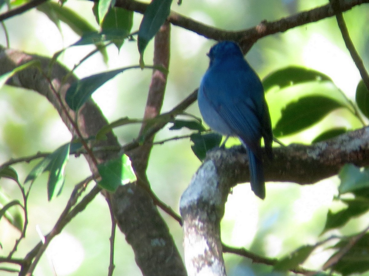 Nilgiri Flycatcher - ML299615751