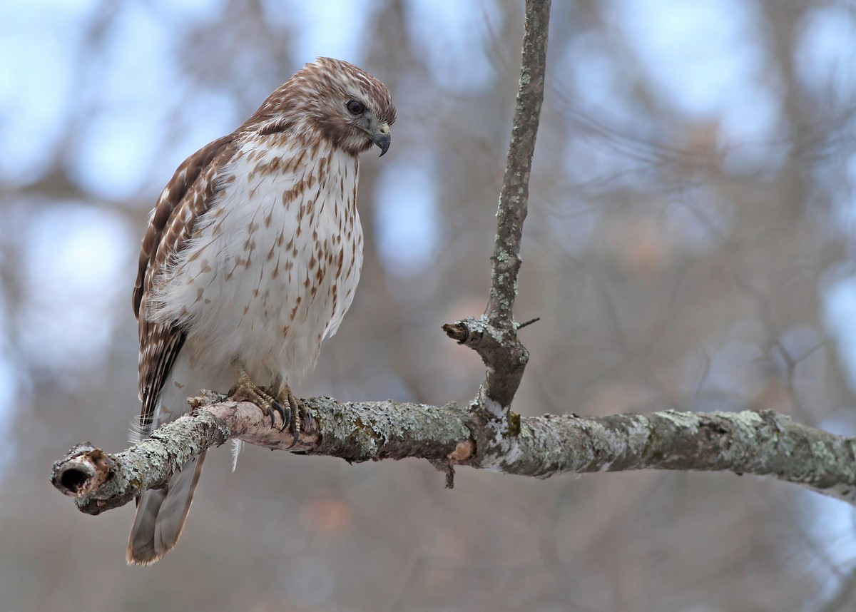 Red-shouldered Hawk - ML299616151