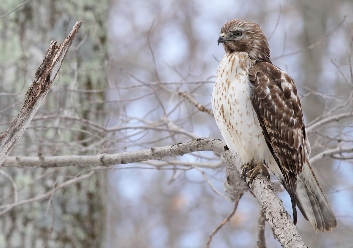 Red-shouldered Hawk - ML299616161