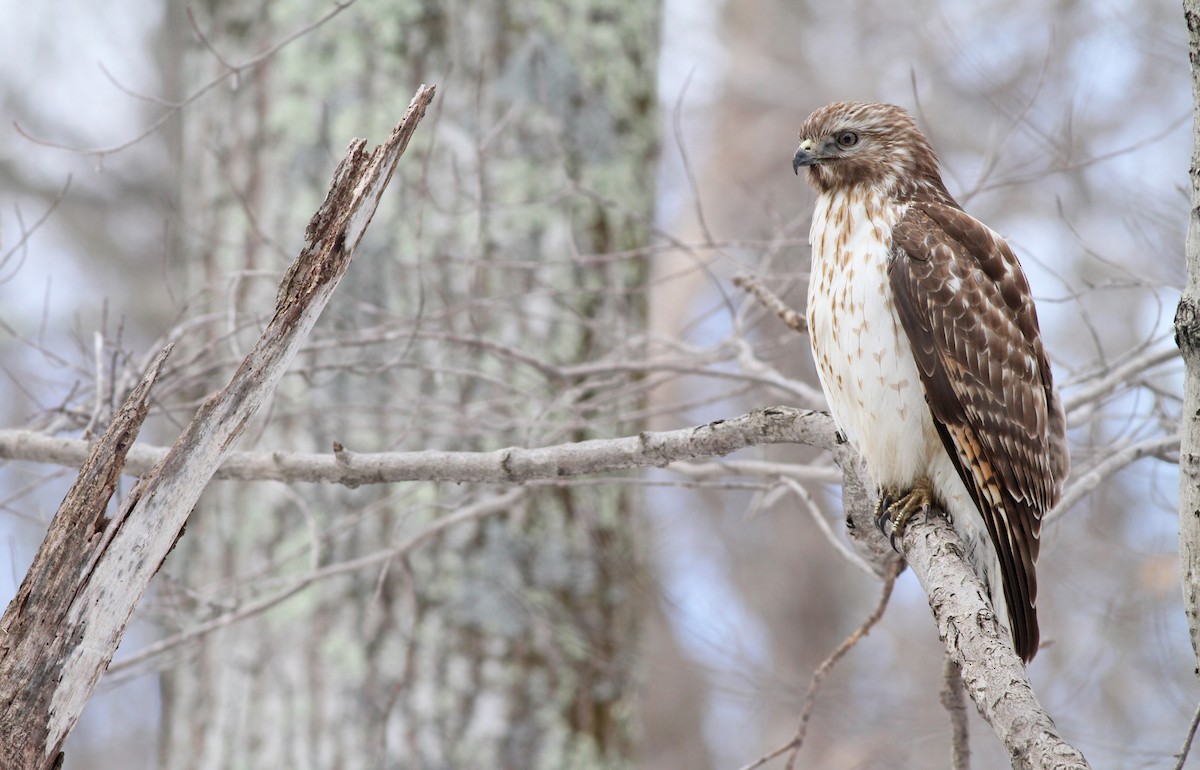 Red-shouldered Hawk - ML299616181