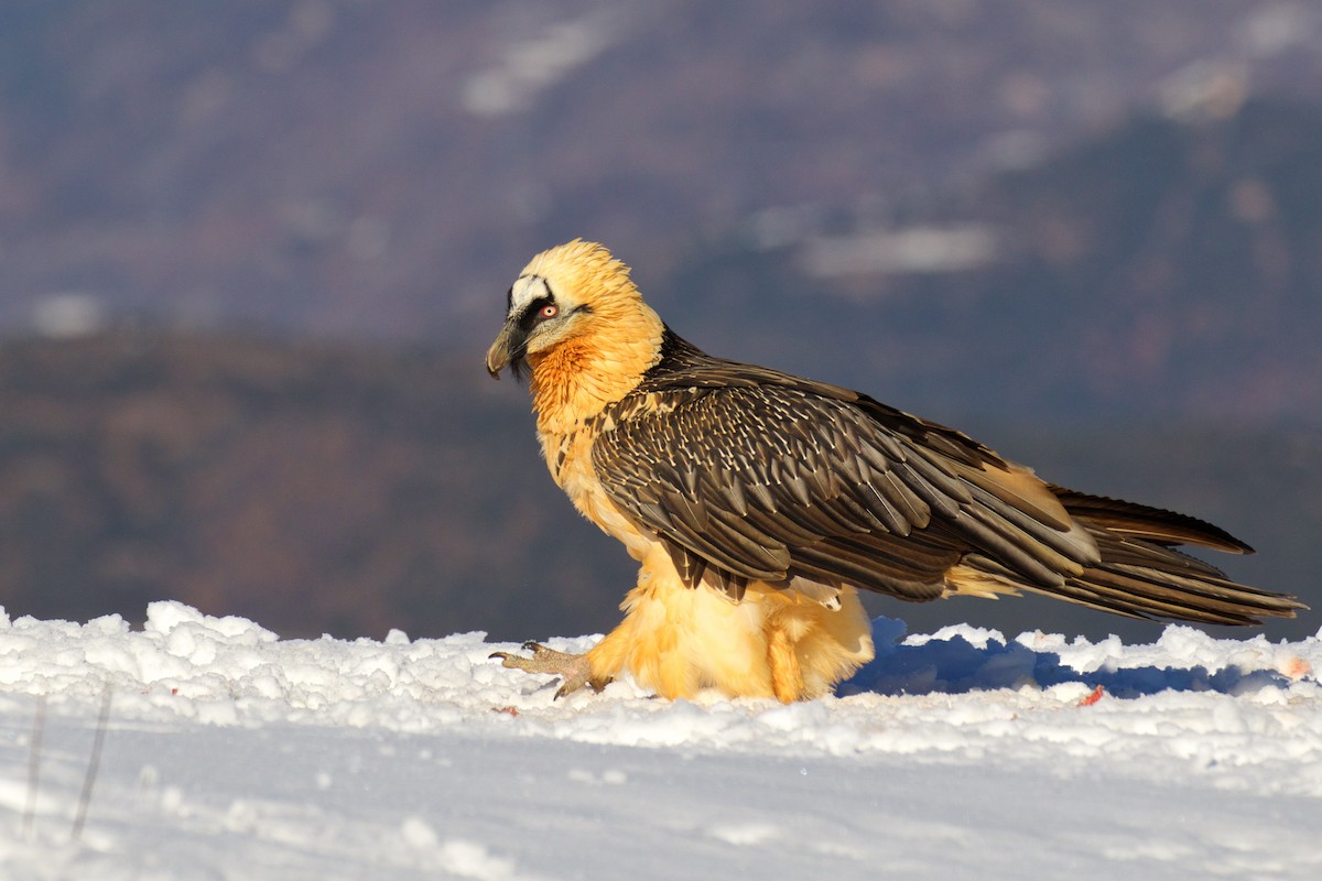 Bearded Vulture - ML299616491