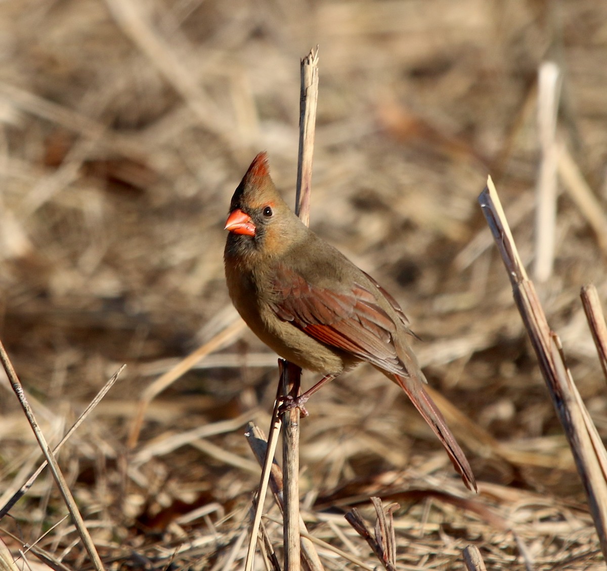 Northern Cardinal - ML299616781