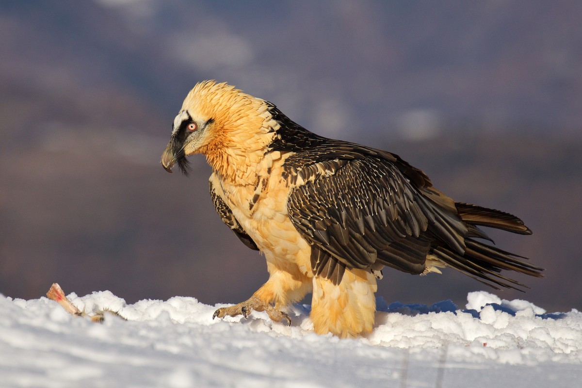 Bearded Vulture - ML299617371