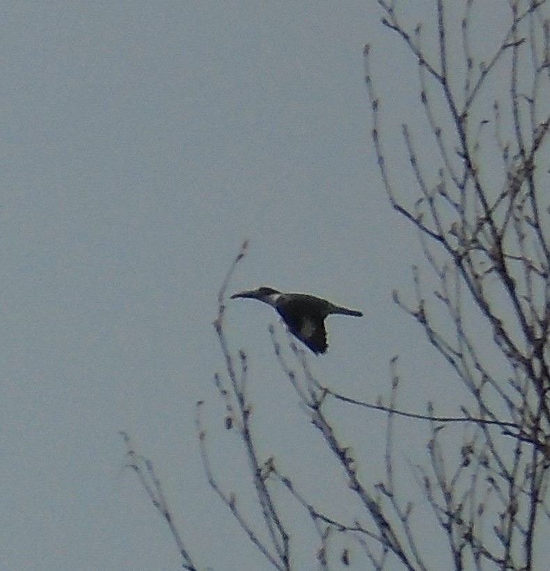 Belted Kingfisher - ML299617751