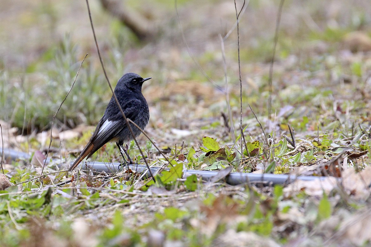 Black Redstart - ML299617761