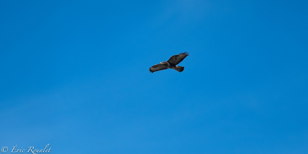 Common Buzzard (Western) - ML299617971