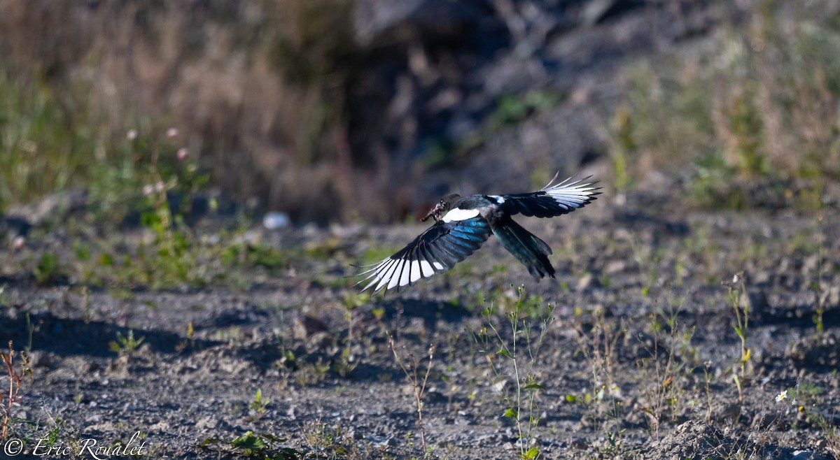 Eurasian Magpie (Eurasian) - ML299618011