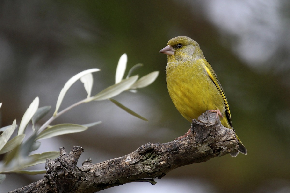 European Greenfinch - Francisco Barroqueiro