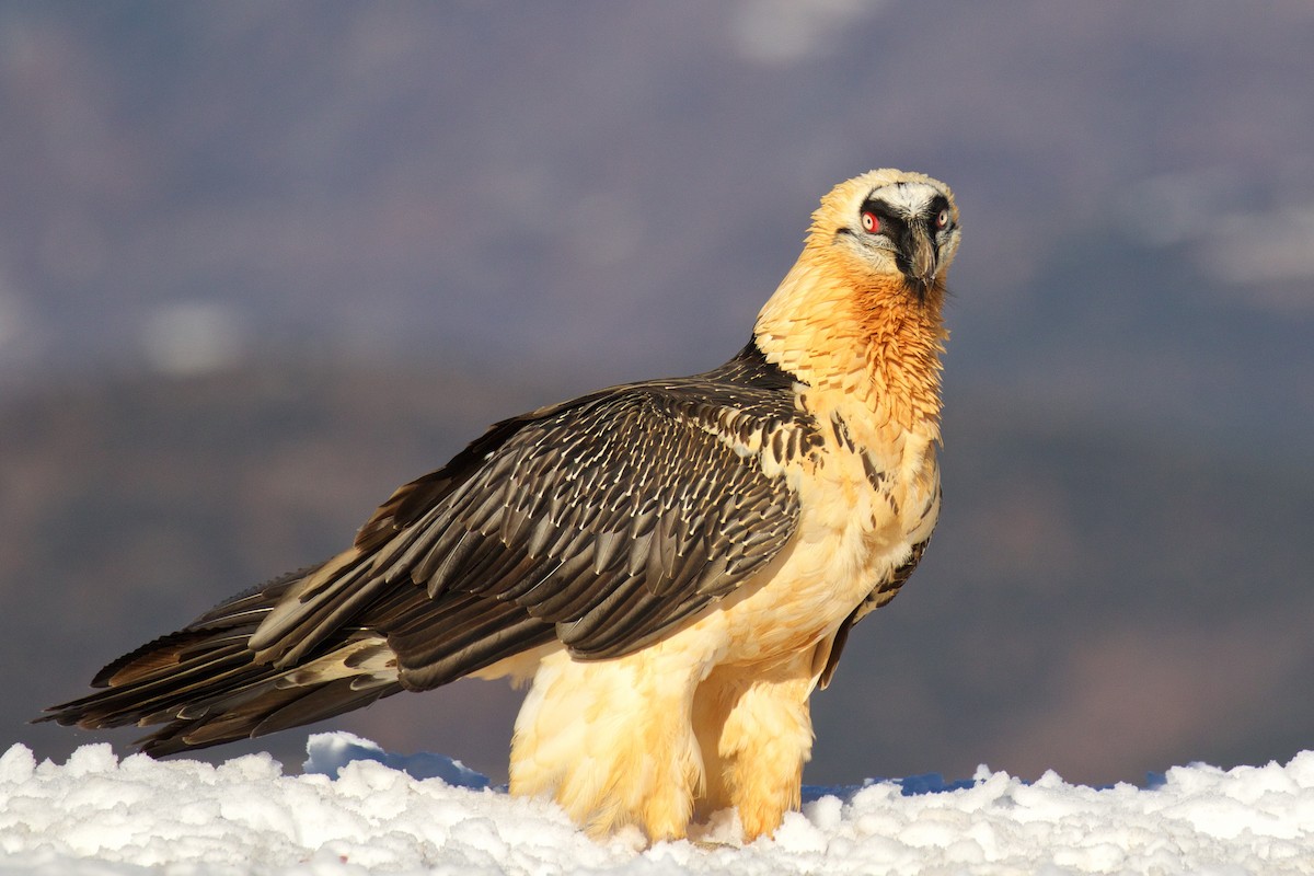 Bearded Vulture - ML299618281