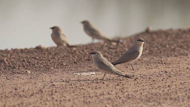 Small Pratincole - ML299618961